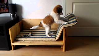 Kooikerhondje Zorra 12 weeks couch [upl. by Salokcin351]