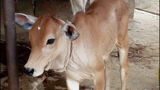 ONGOLE CALF [upl. by Algar]