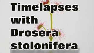 Timelapses with the tuberous sundew Drosera stolonifera [upl. by Krebs715]