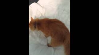 Cat poops on bed [upl. by Llenreb]