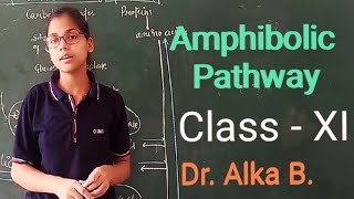 Amphibolic Pathway  Plant Respiration  Class  XI  Plant Physiology [upl. by Cantone740]