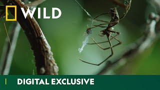 Discover the amazing diversity of spider webs  Wild Hunters  National Geographic Wild UK [upl. by Hendon261]