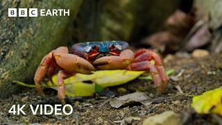 A Journey Across Our Planet  4K UHD  Planet Earth II  BBC Earth [upl. by Aretse]