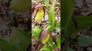 Walking  the rare Ladys slipper orchid  Junkerdalsura  Marisko [upl. by Kcinimod]