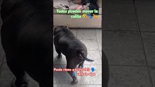 Todos pueden mover la colita 🎶🦮🤣🤣🐾 [upl. by Ykcor290]