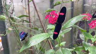 The Small Postman Butterfly  Heliconius erato  Tropical Butterflies UK [upl. by Pardner269]