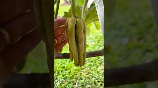 What is Finger Fruit and Is it Satisfying shorts satisfyingvideo [upl. by Seif194]