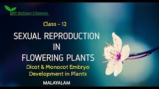 Class 12Sexual Reproduction in Flowering PlantDicot amp Monocot Embryo Development BotanyMalayalam [upl. by Jenelle]