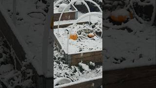 Summer Squash in the Winter allotmentgardening [upl. by Urial]