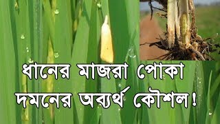 How to control Rice Yellow Stem Borer Special Tips ধানের মাজরা পোকা দমন [upl. by Sylvanus240]