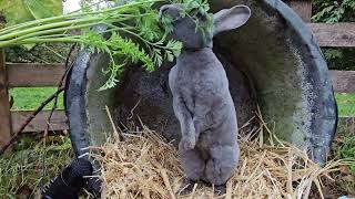 Rabbits Love to Eat Carrot LeavesASMR [upl. by Cordier919]