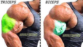 8 Best biceps and triceps AT GYM SUPERSET TRICEPS amp BICEPS [upl. by Emaj]