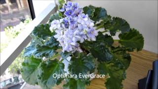 Optimara African Violets Space Violets [upl. by Nerita664]