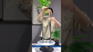 Bamboo is easy to grow and beautifulGreen PlantsOne Flower One Grass One Worldaquarium [upl. by Eelirem298]