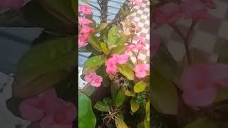 🥰Euphorbia milii shortvideo happinessgarden houseplants ♥️ [upl. by Schreiber]