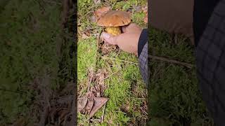 Boletus erythropustrendingshorts shortsyoutube nature [upl. by Biddie374]