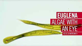 Algae with an eye  by Motic Europe [upl. by Carew]