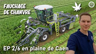 Fauchage de chanvre avec cette impressionnante machine  EP26 en plaine de Caen [upl. by Robson379]