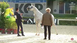 N 69 NATISSE REGALIS ANICA National Championship 2024 Mares 10 Years Old Class 9 [upl. by Adina]