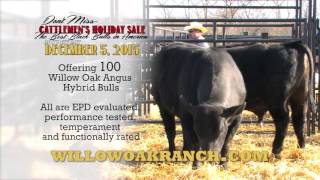 Willow Oak Ranch  The Cattlemans Holiday Sale [upl. by Anires527]