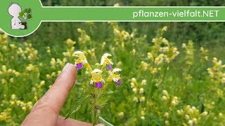 Bunter Hohlzahn  Ganze Pflanze  170718 Galeopsis speciosa  Essbare Wildkräuter sammeln [upl. by Jon]