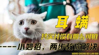 耳螨，其实并没有那么可怕！小妙招：两步教你解决耳螨！ [upl. by Ecyor386]