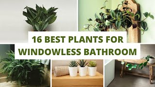 Indoor Plants  16 Best Plants for Windowless Bathroom [upl. by Rizan]