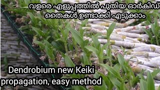 ഇനിയെത്ര തൈകൾ വേണമോ അത്രയും വരും എളുപ്പത്തിൽDendrobium new Keiki propagationdhanyaorchids [upl. by Bowden]