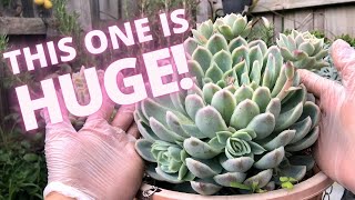 HARVESTING OFFSETS from HUGE ECHEVERIA ELEGANS [upl. by Rimidalg940]