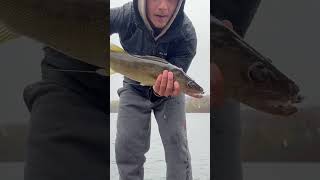 Walleyes in the rain ohioriver fishing walleye [upl. by Yznel]