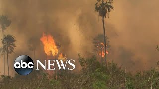 Amazon rainforest on fire ‘Lungs of the world’ in flames l Nightline [upl. by Nosdivad733]