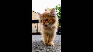 CatsOfYouTubeFunnyCatsPetLoversCatsLifeAnimalLoversPetVlogshortvideoMeowmotivationfacts [upl. by Rizan]