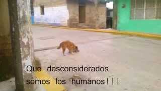 SORPRENDENTE El video que conmovio a el mundo [upl. by Enohpets]