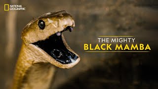 The Mighty Black Mamba  Legends of Venom  हिन्दी  National Geographic [upl. by Garik]