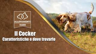 Il cane Cocker  Caratteristiche e dove trovarlo  Documentario di Allevamenti Razze [upl. by Tews602]