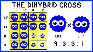 Mendelian Genetics The Dihybrid Cross [upl. by Retsek]