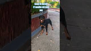 17 months old Swag vh Burrell rottweiler dog shortsvideo shortsdog shorts [upl. by Yraht87]