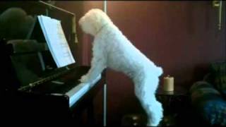 Cachorro Toca Piano e Canta [upl. by Noek]