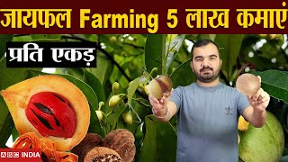 जायफल की खेती  5 lakh per acre  Nutmeg Farming  jaifal ki kheti  javitri farming  mace farming [upl. by Iliak109]