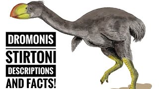 Dromornis stirtoni  Description and Facts [upl. by Worthington906]