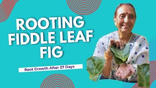 Fiddle Leaf Fig Propagation Update Root Growth After 27 Days [upl. by Goldin]