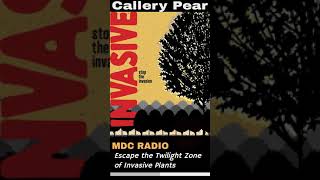 Invasive Callery Pear Tree 30 radio spot [upl. by Burta]