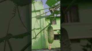 3 November 2024 Harvesting vegetables [upl. by Sudhir262]