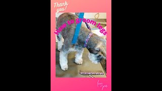 HOW TO TRIM LEGS schnauzer dog grooming [upl. by Belamy]