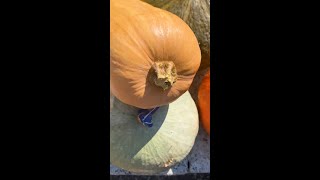 COME SCEGLIERE la ZUCCA PERFETTA tutti i consigli🎃🧡 [upl. by Solahcin839]