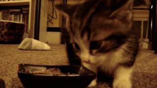 Cute Kitten says quotYUM YUM YUMquot while eating original [upl. by Anyahs]