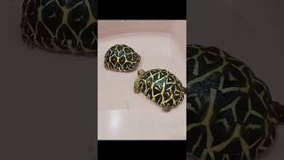 Indian star tortoise pair [upl. by Aramat]