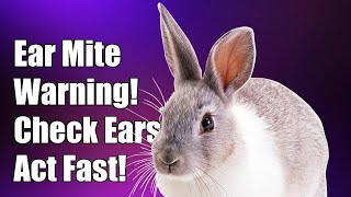 Dont Ignore These Warning Signs of Ear Mites in Your Netherland Dwarf Rabbit [upl. by Ynaittirb]