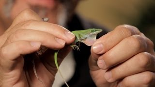 6 Cool Facts about GreenBrown Anoles  Pet Reptiles [upl. by Nynahs]