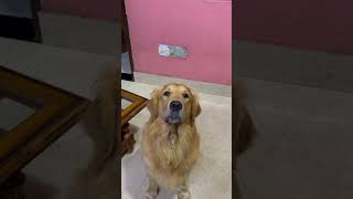 Tum Ek aiham chiz ho youtubeshorts doglover foryou pixel [upl. by Devlin]